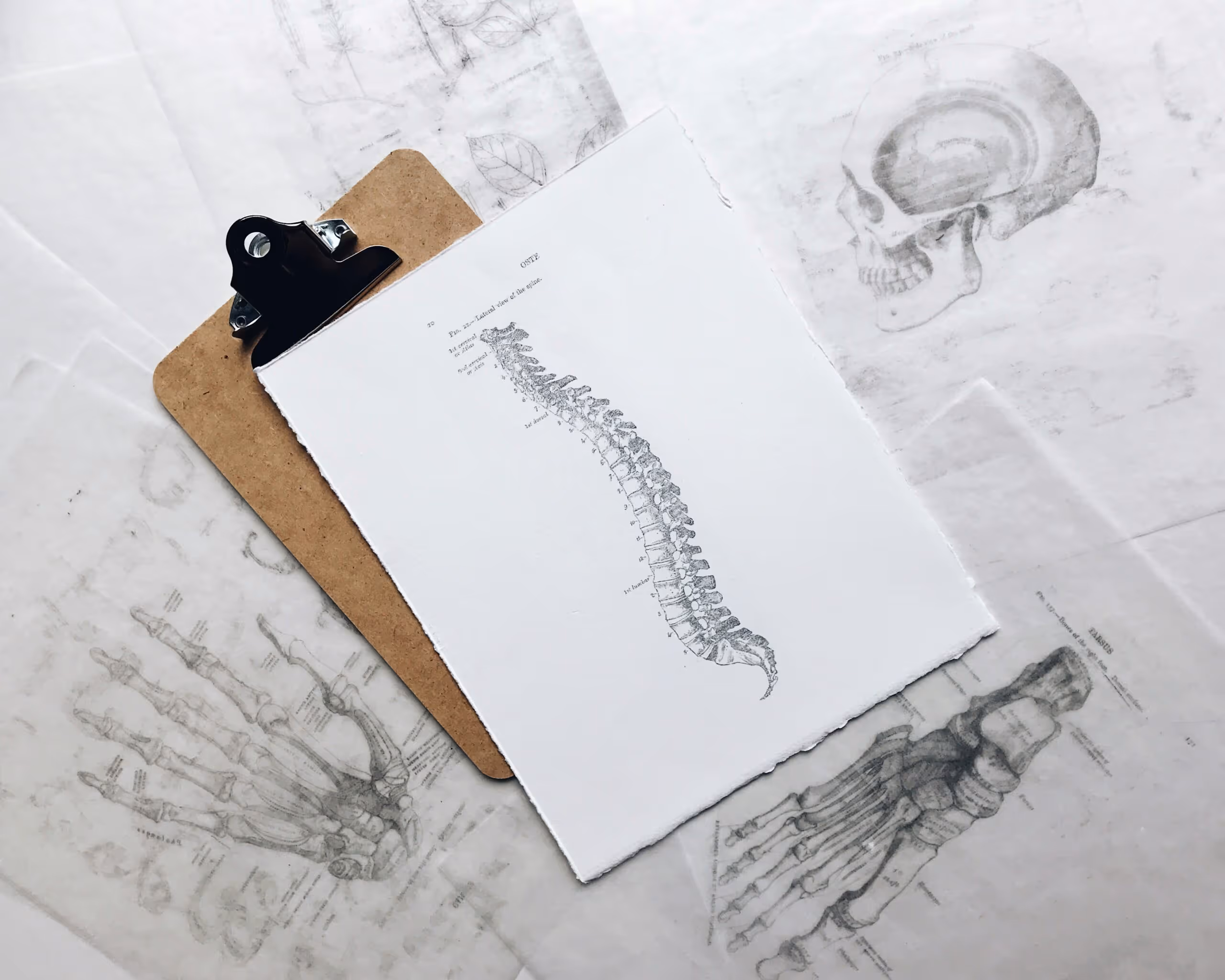 Practitioner assessing the curve of a patient's spine
